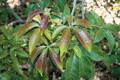 white sapote